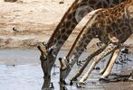 Žirafa kapská, stádo při pití