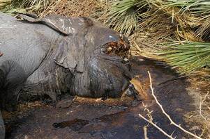 Slon zabitý kvůli slonovině - Čad.