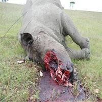 Nosorožec zabitý pouze kvůli rohům. Rohy byly pravděpodobně odstraněny motorovou pilou.