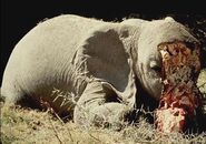 Slon zabitý pytláky, celé zvíře je ponecháno na místě, kromě klů