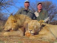 Lev - zabíjí se samci i samice