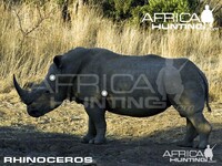 Ani nosorožec neunikne kulkám hovad.