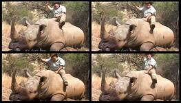 Hovado se raduje po zabití nosorožce