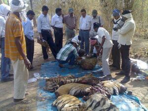 V divočině zbývá již jen něco málo přes 3000 tygrů, přesto jsou stále takto zabíjeni.